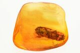 Detailed Fossil Click Beetle (Elateridae) in Baltic Amber #357779-1